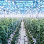 Agro Shade Nets – A Future of Crops and Plant Protection
